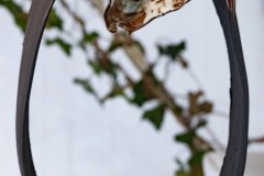 2412-6054DSC06054